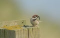 A rare Tree Sparrow, Passer montanus,  perching on a wooden fence post with a Caterpillar in its beak. Royalty Free Stock Photo