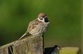 A rare Tree Sparrow, Passer montanus, perching on a wooden fence post. It is enjoying the morning sunshine. Royalty Free Stock Photo