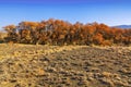 A rare tree of turanga in the desert steppe Royalty Free Stock Photo