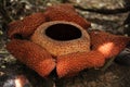 Rare tropical giant flower rafflesia arnoldii in full bloom in Borneo island rainforest mountains
