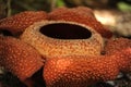 Rare tropical giant flower rafflesia arnoldii in full bloom in Borneo island rainforest mountains