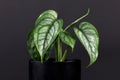 Rare tropical `Monstera Siltepecana` house plant in small black flower pot on black background