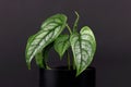 Rare tropical `Monstera Siltepecana` house plant in small black flower pot on black background