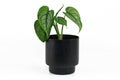 Rare tropical `Monstera Siltepecana` house plant in small black flower pot on white background
