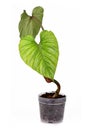 Rare tropical `Philodendron Mamei` houseplant in transparent flower pot on white background