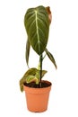 Rare tropical `Philodendron Melanochrysum` houseplant in flower pot on white background
