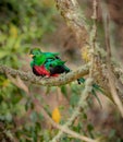 Rare tropical Quetzal perched on branch