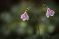 The rare Twinflower or Linnaea borealis Royalty Free Stock Photo