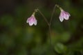 The rare Twinflower Linnaea borealis Royalty Free Stock Photo