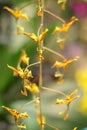 Rare unicorn orchid Royalty Free Stock Photo