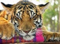 Close up tigers face & paws sleeping on pillow Royalty Free Stock Photo