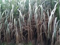 A rare unique natural view of green crop of sugarcanes