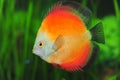 White face red marlboro discus fish Royalty Free Stock Photo