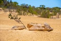 Rare vegetation in the desert of Western Australia at the pinnacles Royalty Free Stock Photo