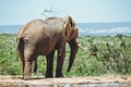 Elephant in savannah Addo safari, South Africa Royalty Free Stock Photo