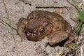 A rare view on a common toad, Bufo bufo , infected with maggots of the toad fly Lucilia bufonivora. Royalty Free Stock Photo