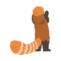 Rare View of Cute Red Panda, Adorable Wild Animal Cartoon Vector Illustration