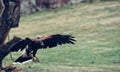 rare view Harris's hawk landing Royalty Free Stock Photo