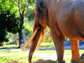 Rare view of male Asian elephant Royalty Free Stock Photo