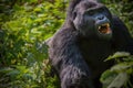 A silverback gorilla charging through the forest. Royalty Free Stock Photo