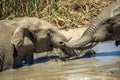 Baby elephant playing in mud, Addo, South Africa Royalty Free Stock Photo