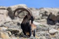 Rare Walia ibex in Simien Mountains Ethiopia Royalty Free Stock Photo