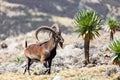 Rare Walia ibex in Simien Mountains Ethiopia Royalty Free Stock Photo