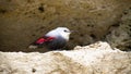 Rare wallcreeper with grey and red plumage sitting in ridge of mountain wall