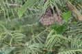 A rare web formation inside the plant. Underneath there are several insects hidden and trapped by the spider