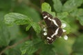 A rare White Admiral Butterfly, Limenitis camilla, nectaring on a blackberry flower in woodland.