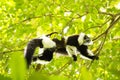 Rare White-belted Ruffed lemur - GÃÂ¼rtelvari, Varecia variegata subcincta, feeding on trees, National Park Nosi Mangabe, Mada Royalty Free Stock Photo