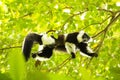 Rare White-belted Ruffed lemur - GÃÂ¼rtelvari, Varecia variegata subcincta, feeding on trees, National Park Nosi Mangabe, Mada Royalty Free Stock Photo