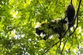 Rare White-belted Ruffed lemur - GÃÂ¼rtelvari, Varecia variegata subcincta, feeding on trees, National Park Nosi Mangabe, Mada Royalty Free Stock Photo