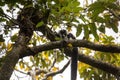 Rare White-belted Ruffed lemur - GÃÂ¼rtelvari, Varecia variegata subcincta, feeding on trees, National Park Nosi Mangabe, Mada Royalty Free Stock Photo