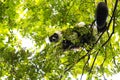 Rare White-belted Ruffed lemur - GÃÂ¼rtelvari, Varecia variegata subcincta, feeding on trees, National Park Nosi Mangabe, Mada Royalty Free Stock Photo