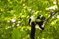 Rare White-belted Ruffed lemur - GÃÂ¼rtelvari, Varecia variegata subcincta, feeding on trees, National Park Nosi Mangabe, Mada Royalty Free Stock Photo