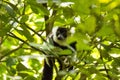 Rare White-belted Ruffed lemur - GÃÂ¼rtelvari, Varecia variegata subcincta, feeding on trees, National Park Nosi Mangabe, Mada Royalty Free Stock Photo