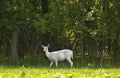 Rare white deer Royalty Free Stock Photo