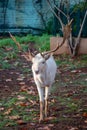 A rare white deer with large antlers walks towards the camera Royalty Free Stock Photo