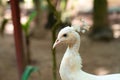 Rare white female albino peacock close up