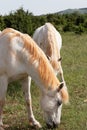 White horses grazing on the Causse du Larzac France