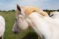 White horses grazing on the Causse du Larzac France