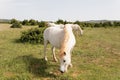 White horses grazing on the Causse du Larzac France