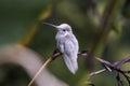 Rare white Leucistic Magnificent Hummingbird Eugenes spectabilis in Costa Rica Royalty Free Stock Photo