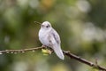 Rare white Leucistic Magnificent Hummingbird Eugenes spectabilis in Costa Rica