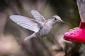 Rare white Leucistic Magnificent Hummingbird Eugenes spectabilis in Costa Rica Royalty Free Stock Photo