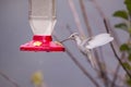 Rare white Leucistic Magnificent Hummingbird Eugenes spectabilis in Costa Rica Royalty Free Stock Photo