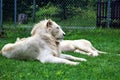 Parc Park Safari, Hemmingford, Quebec, Canada Royalty Free Stock Photo