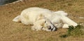 Rare White Lioness 01