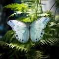 Rare White Morpho Butterfly